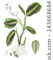 Detailed hand-drawn colored pencil botanical illustration of a Maranta leuconeura var. tricolor plant with vibrant leaves and roots. Isolated transparent PNG plant art. 143668684