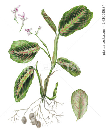 Detailed hand-drawn colored pencil botanical illustration of a Maranta leuconeura var. tricolor plant with vibrant leaves and roots. Isolated transparent PNG plant art. Detailed hand-drawn colored pencil botanical illustration of a Maranta leuconeura var. tricolor plant with vibrant leaves and roots. Isolated transparent PNG plant art. 143668684
