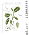 Detailed botanical educational poster of Maranta leuconeura var. tricolor with anatomical labels, colored pencil art, leaves and flowers. Isolated transparent PNG illustration. 143668688
