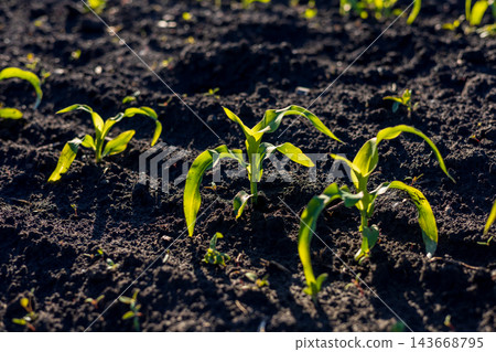 Young corn sprouts stretch upwards, emerging from the fertile soil, basking in the gentle sunlight of a vibrant spring day 143668795