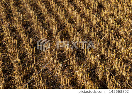 Golden stalks of plant residues stretch across the field, telling the story of a recent harvest under the warm sun Golden stalks of plant residues stretch across the field, telling the story of a recent harvest under the warm sun 143668802