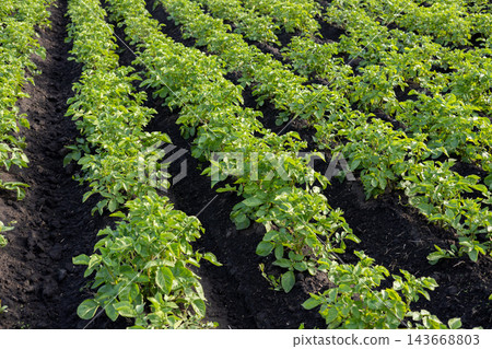 In the heart of a lush potato plantation, rows of green potato plants stretch towards the horizon under a clear sky In the heart of a lush potato plantation, rows of green potato plants stretch towards the horizon under a clear sky 143668803