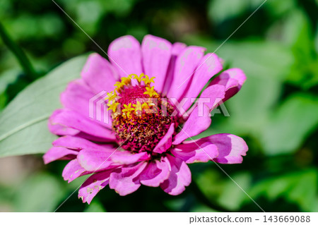 粉紅色的百日菊在溫暖的陽光下盛開－秋天的花朵。 143669088