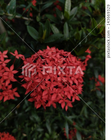 Vibrant Red Ixora Coccinea Flower Cluster in Low Light Garden Vibrant Red Ixora Coccinea Flower Cluster in Low Light Garden 143669329