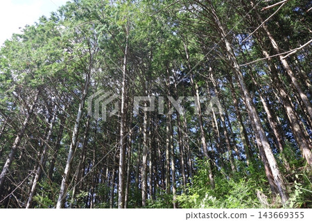 群山環繞，綠樹成蔭，陽光斑駁，藍天白雲。 143669355