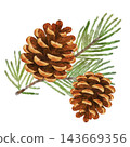 Color illustration of pine cones and pine needles [Transparent background] 143669356