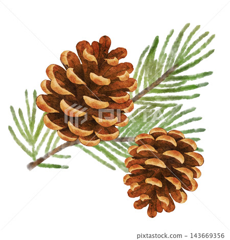 Color illustration of pine cones and pine needles [Transparent background] 143669356