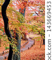 Autumnal leaves fallen leaves 143669453