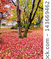 bright red maple carpet 143669462