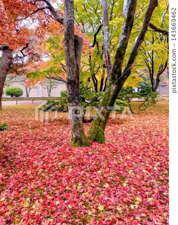 明亮的紅色楓木地毯 143669462
