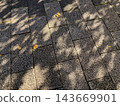 On an autumn afternoon, the shadows of trees are cast on the cobblestones. 143669901