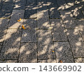 On an autumn afternoon, sunlight filters through the trees onto the cobblestone ground. 143669902