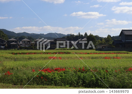 A landscape of golden rice fields laden with ripe grain, vibrant red spider lilies in full bloom, residential streets, mountains, clouds, and a blue sky. A landscape of golden rice fields laden with ripe grain, vibrant red spider lilies in full bloom, residential streets, mountains, clouds, and a blue sky. 143669970