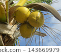 Green coconuts growing on a tropical palm tree 143669979