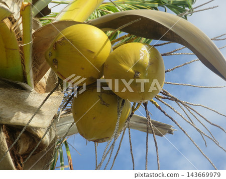 Green coconuts growing on a tropical palm tree Green coconuts growing on a tropical palm tree 143669979