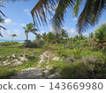 Tropical path leading to turquoise ocean with palm trees 143669980