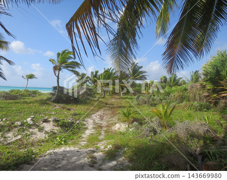 Tropical path leading to turquoise ocean with palm trees 143669980