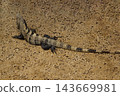 Spiny tailed iguana resting on ground in natural habitat 143669981
