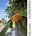 Osmanthus flowers, blue sky 143669994