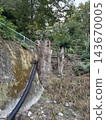 Tree felling, tree stump 143670005