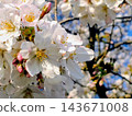 Cherry blossoms in full bloom shining in the blue sky 143671008
