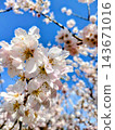Cherry blossoms shining in the blue sky of spring 143671016