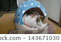 Cat Cat 143671030