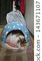 Cat Cat 143671107
