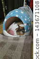 Cat Cat 143671108