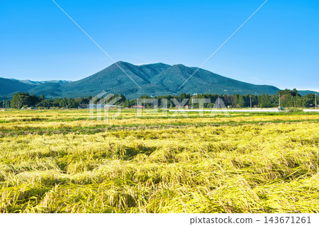 栃木縣那須鹽原市:金色的稻田和那須山的景色。 栃木縣那須鹽原市:金色的稻田和那須山的景色。 143671261