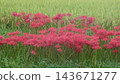 Cluster amaryllis Cluster amaryllis 143671277