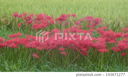 Cluster amaryllis Cluster amaryllis 143671277