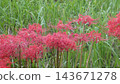 Cluster amaryllis Cluster amaryllis 143671278