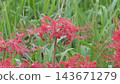 Cluster amaryllis Cluster amaryllis 143671279