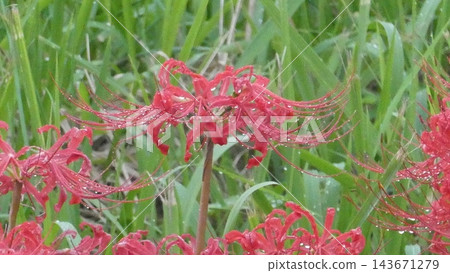Cluster amaryllis Cluster amaryllis 143671279