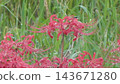 Cluster amaryllis Cluster amaryllis 143671280