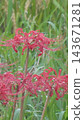 Cluster amaryllis Cluster amaryllis 143671281