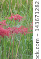 Cluster amaryllis Cluster amaryllis 143671282