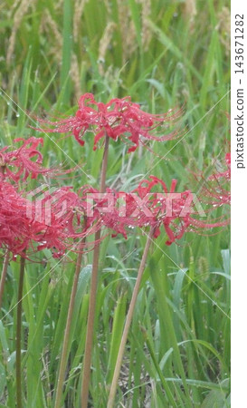 Cluster amaryllis Cluster amaryllis 143671282