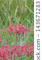 Cluster amaryllis Cluster amaryllis 143671283