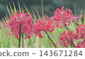 Cluster amaryllis Cluster amaryllis 143671284