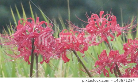 Cluster amaryllis Cluster amaryllis 143671284