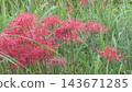 Cluster amaryllis Cluster amaryllis 143671285