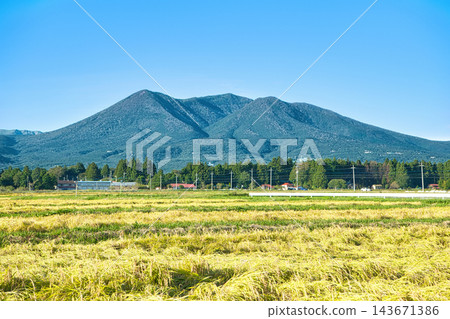 Nasushiobara City, Tochigi Prefecture: A landscape of golden rice fields and Mount Nasu. Nasushiobara City, Tochigi Prefecture: A landscape of golden rice fields and Mount Nasu. 143671386
