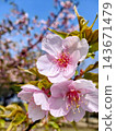 Pink cherry blossoms shining in the blue sky 143671479