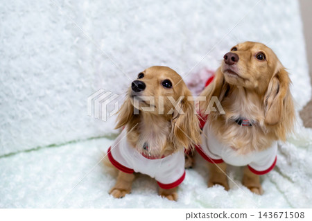 Kaninchen 臘腸犬父母與孩子 143671508