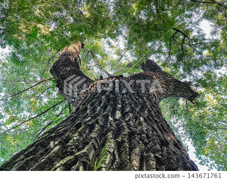 Massive Old Tree with Textured Bark and Spreading Branches Massive Old Tree with Textured Bark and Spreading Branches 143671761