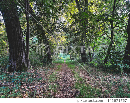 Narrow woodland path winding through a dense green forest Narrow woodland path winding through a dense green forest 143671767