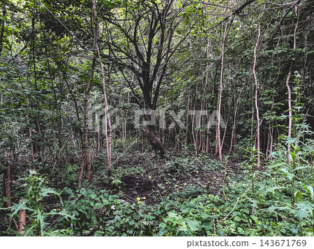 Dense woodland with young trees and lush forest undergrowth Dense woodland with young trees and lush forest undergrowth 143671769
