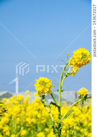 油菜花、農業溫室和風力發電用風力渦輪機(敦美半島) 油菜花、農業溫室和風力發電用風力渦輪機(敦美半島) 143672017